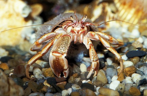 Hermit Crab