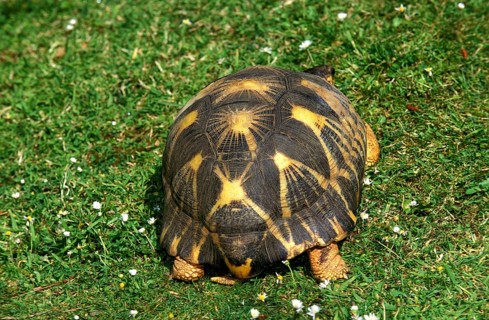 Madagascar Radiated Tortoise