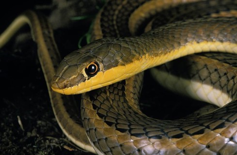 Schokar Sand Racer