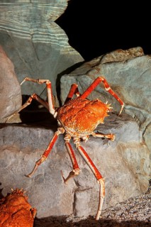 JAPANESE SPIDER CRAB