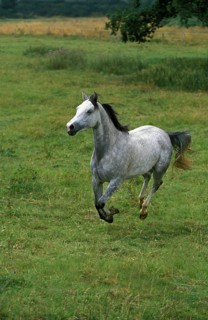 Shagya horse
