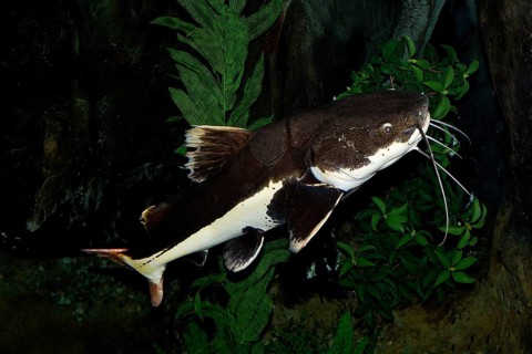 Red-finned