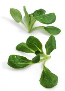 Corn Salad or Lamb's Lettuce