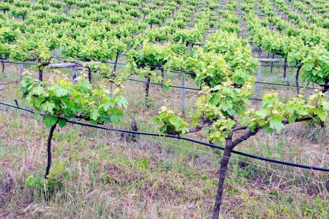 Old vines in the Orotava Valley