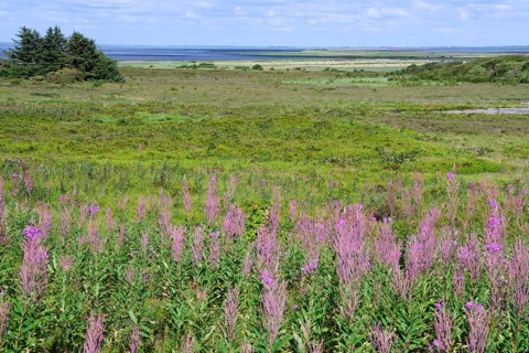 Morsum-Kliff