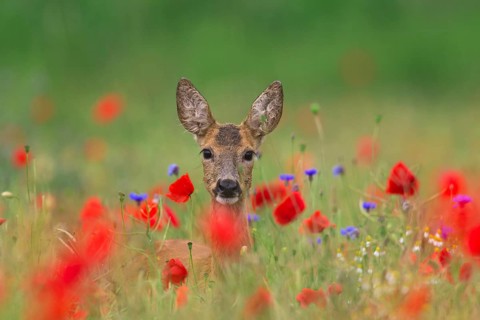 Roe deer