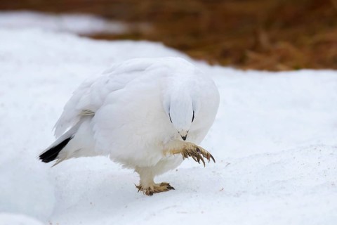 Rock ptarmigan