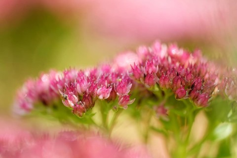 Blossoms of the Stonecrop