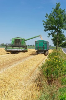 Wheat harvest with combine harvester