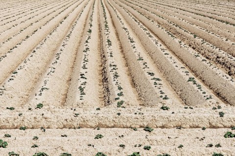Freshly planted potato field