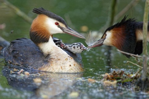 Great crested grebe