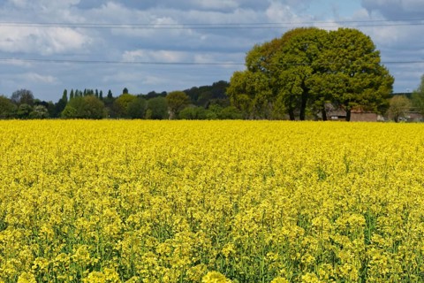Field with Rape