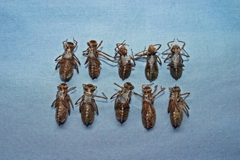 Falconfly