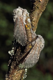 Greater fork tail