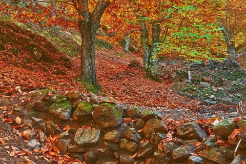 Autumn