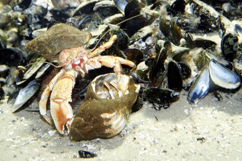 Hermit crab