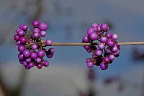Callicarpa giraldi