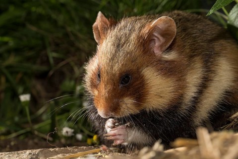 European Hamster