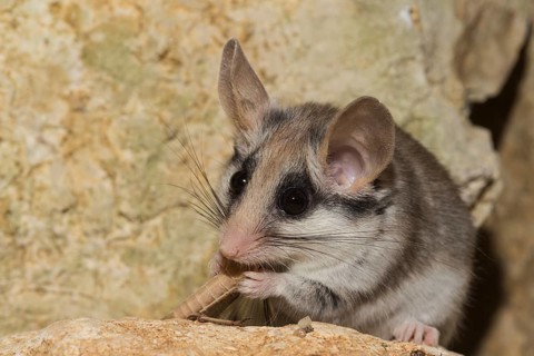 Asian garden dormouse
