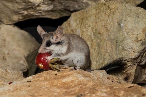 Asian garden dormouse