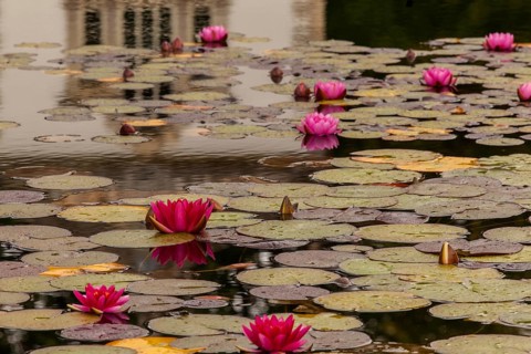 Bodnant Garden