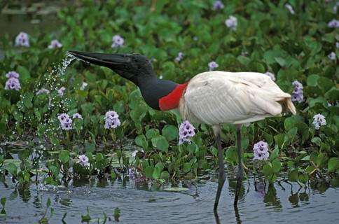 JABIRU