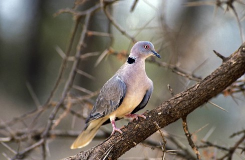 African Mourning Dove