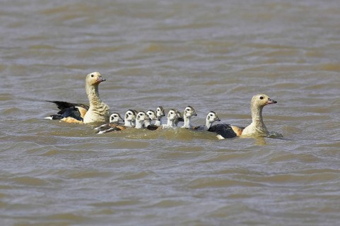 Orinoco goose