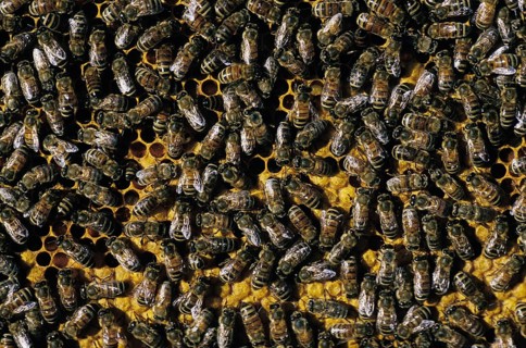 Honey Bee