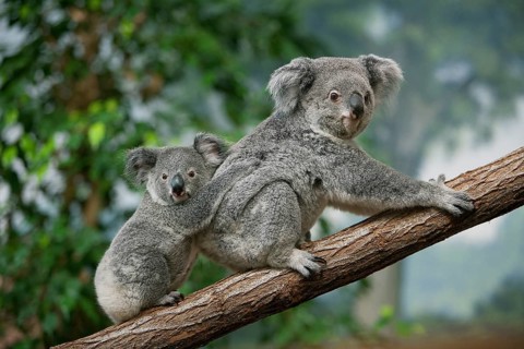 Koala