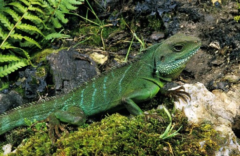 Chinese Green water dragon