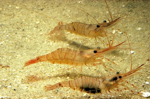 Common Palaemon sp.