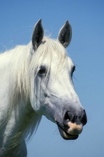 Lusitano horse
