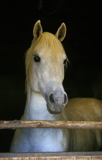 Lipizzaner horse