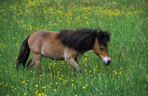 American miniature horse