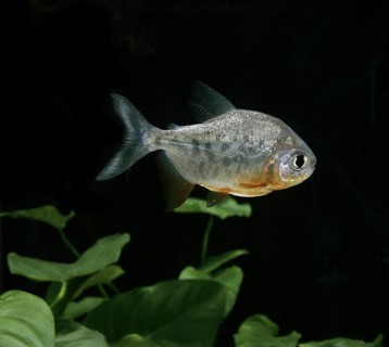 Colossoma brachypomum
