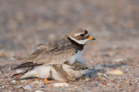 Ringed plover