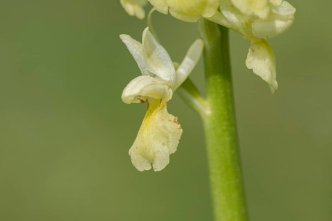 Pale pale orchid