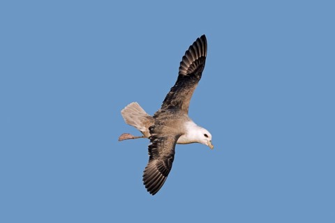 Northern fulmar