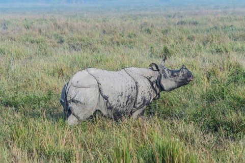 Indian rhinoceros