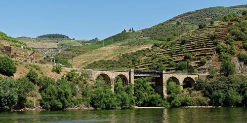 Vineyards at the river Douro