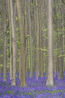 Bluebells
