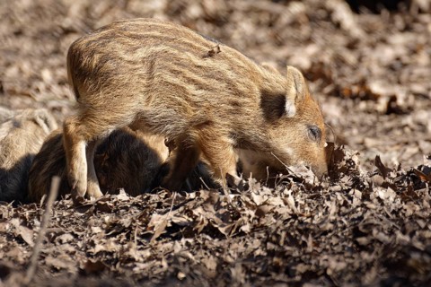 Wild boar