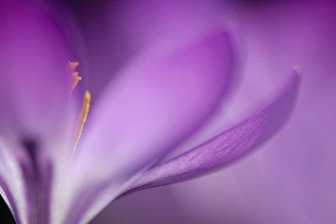 Woodland crocus