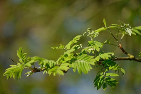 Freshly sprouted leaves
