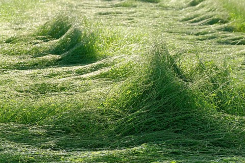 Field with perennial ryegrass