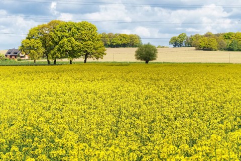 Field with Rape