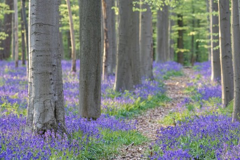 Common bluebells