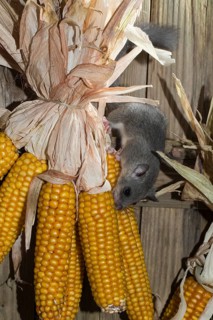 Fat Dormouse
