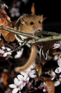 Hazel Dormouse